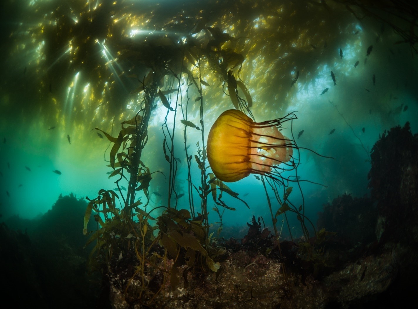 Crédit photo : Maxwel Hohn, avec l’aimable autorisation de Canadian Pacifico Seaweeds
