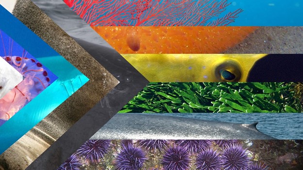 Fierté d’Ocean Progress Drapeau avec des images de Meg Baker, Robin Gwen Agarwal, Martin Olsson, Peter Woodard, Jerry Kirkhart, Ed Bierman, Ansgar Walk, Mike Lehmann, Fred Hsu, Patrick Doll et Chloe Robinson.